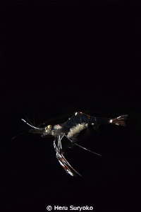 flying shrimp by Heru Suryoko 